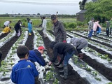 さつま芋苗植え